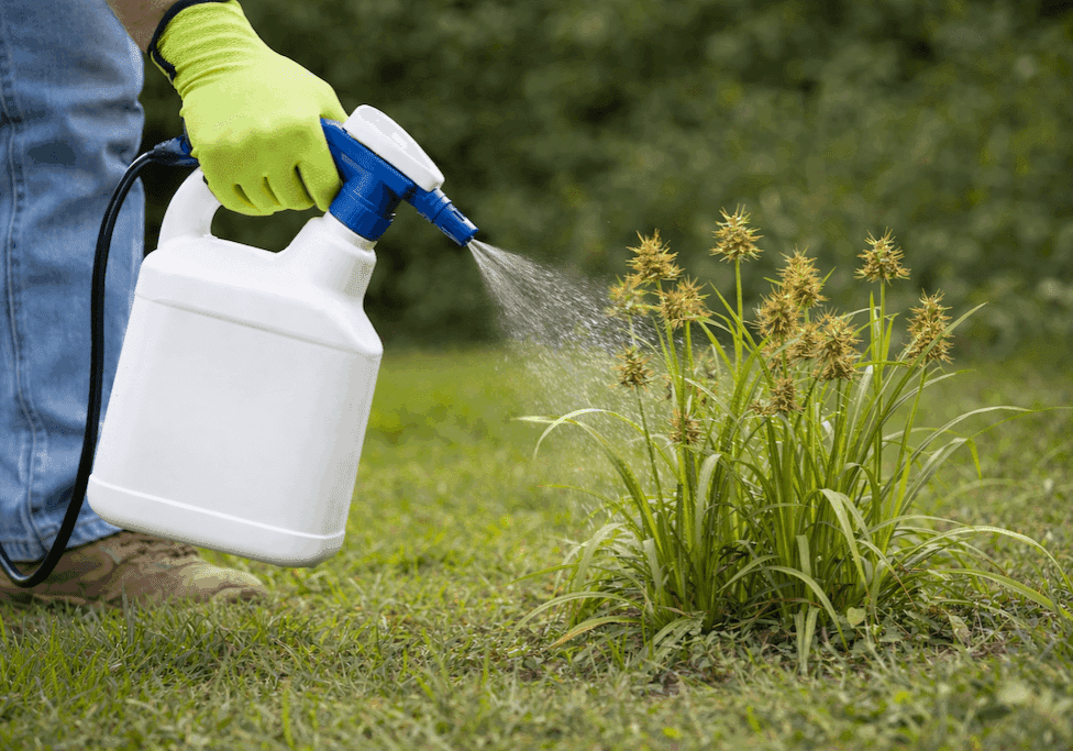 Nutsedge Control Applications